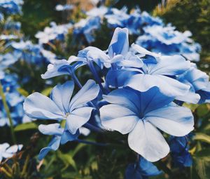 Превью обои цветы, клумба, голубой