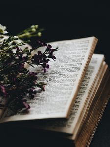Превью обои цветы, книга, чтение, уют, размытость