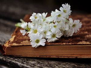 Превью обои цветы, книга, старинный
