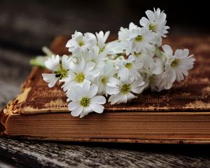 Превью обои цветы, книга, старинный