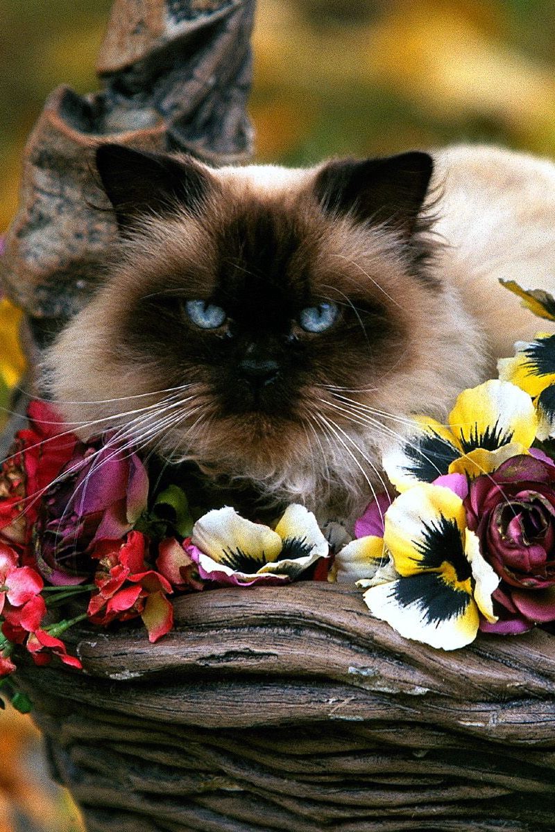 Сиамских котиков с цветочками