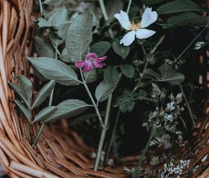 Превью обои цветы, корзина, листья