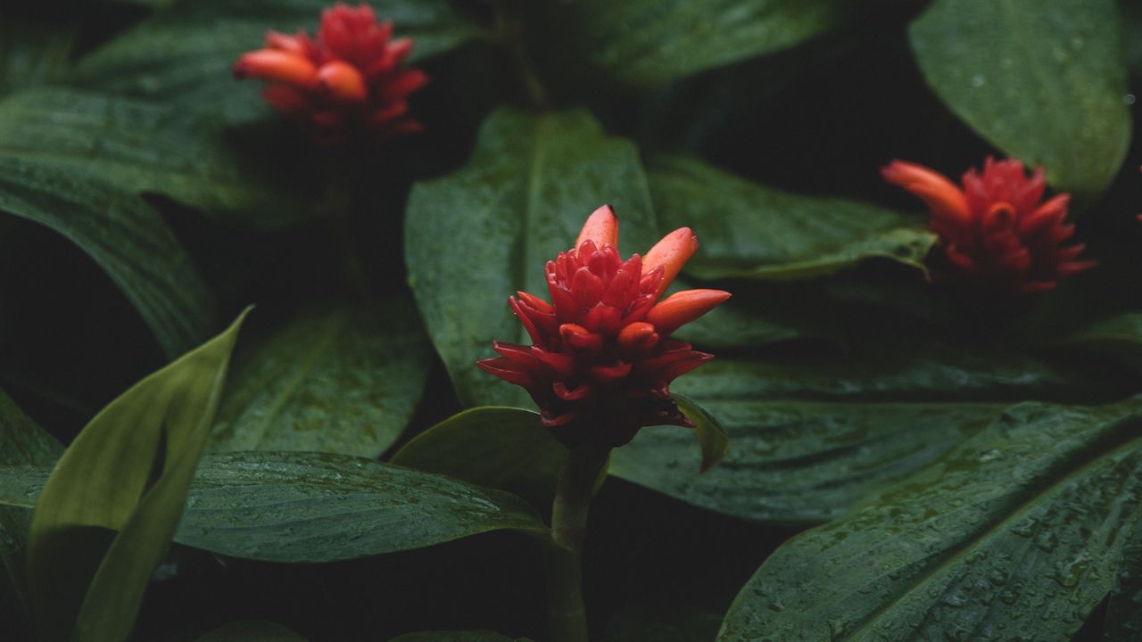 Обои цветы, красный, мокрый, листья, растения