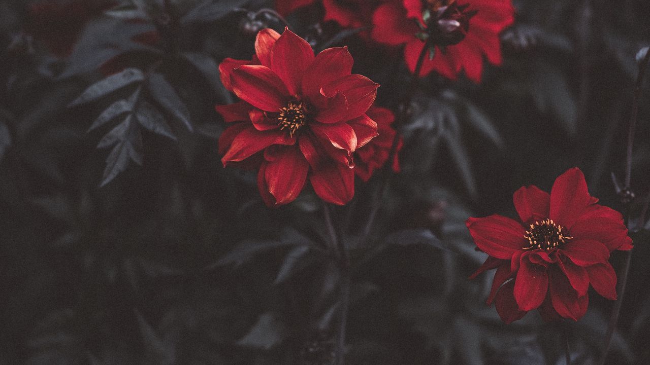 Обои цветы, красный, размытость