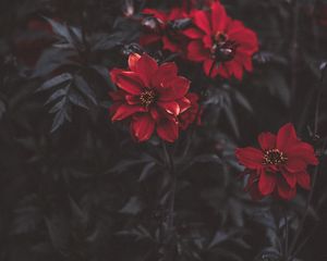 Превью обои цветы, красный, размытость