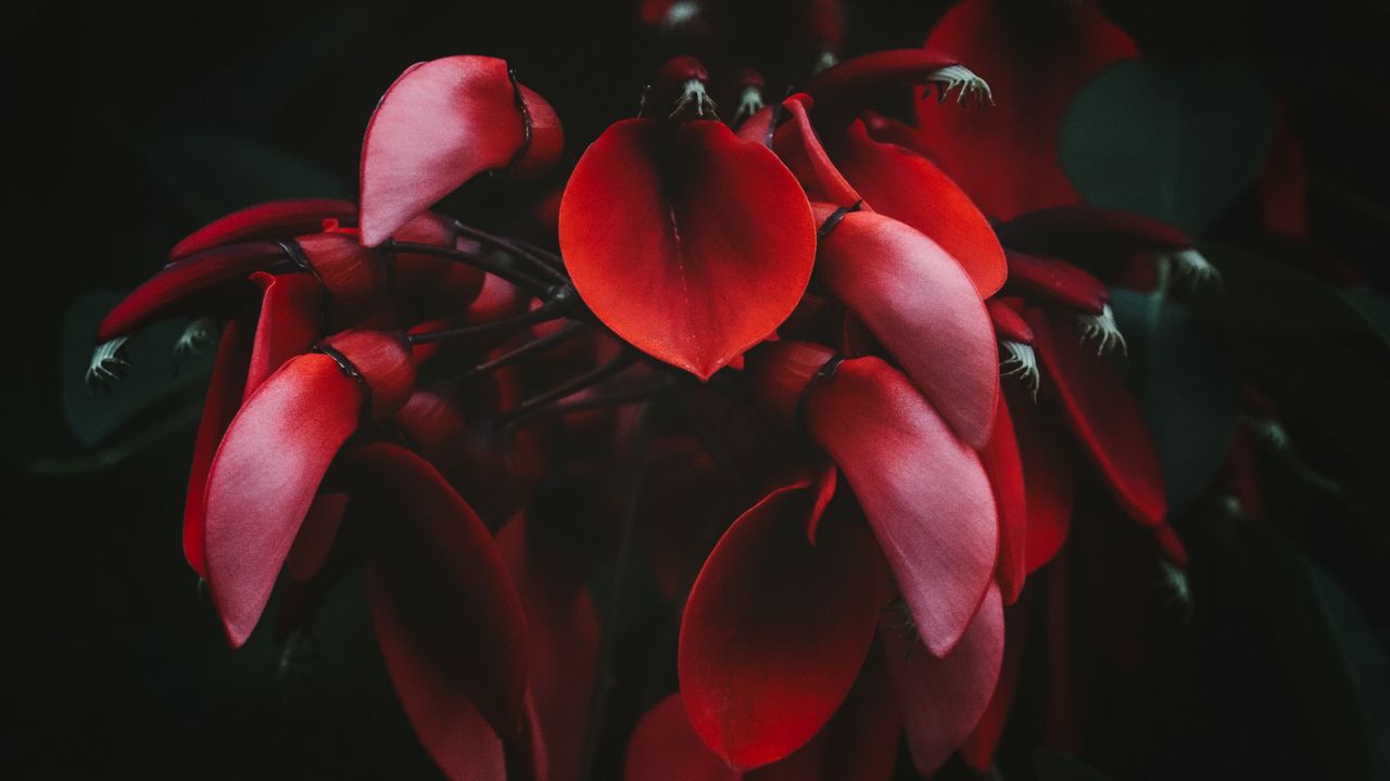 Обои цветы, красный, темный, растение, цветение