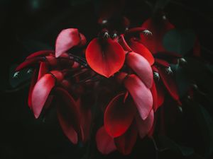 Превью обои цветы, красный, темный, растение, цветение