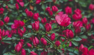 Превью обои цветы, куст, лепестки