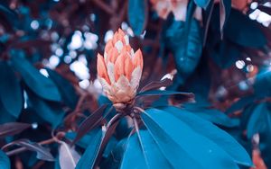 Превью обои цветы, куст, сад, листья