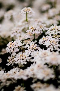 Превью обои цветы, куст, цветение