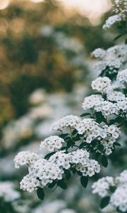 Превью обои цветы, куст, ветка, цветение, весна
