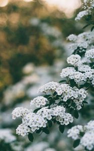 Превью обои цветы, куст, ветка, цветение, весна