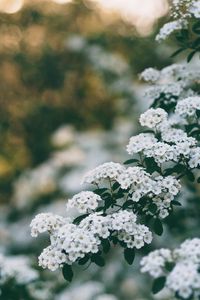 Превью обои цветы, куст, ветка, цветение, весна