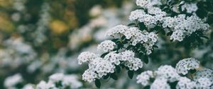 Превью обои цветы, куст, ветка, цветение, весна