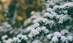 Превью обои цветы, куст, ветка, цветение, весна