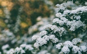 Превью обои цветы, куст, ветка, цветение, весна