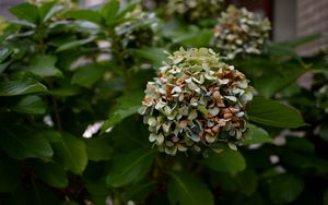 Превью обои цветы, куст, ветка
