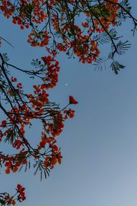 Превью обои цветы, кусты, луна, небо