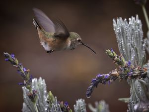 Превью обои цветы, лаванда, птица, природа