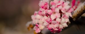 Превью обои цветы, лед, снег, ветка, блюр
