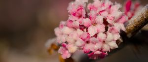 Превью обои цветы, лед, снег, ветка, блюр