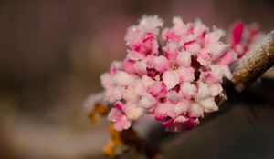 Превью обои цветы, лед, снег, ветка, блюр