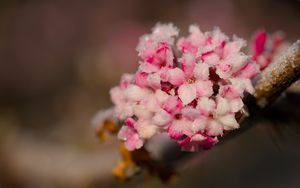 Превью обои цветы, лед, снег, ветка, блюр