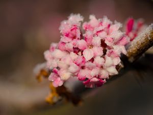Превью обои цветы, лед, снег, ветка, блюр