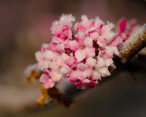 Превью обои цветы, лед, снег, ветка, блюр