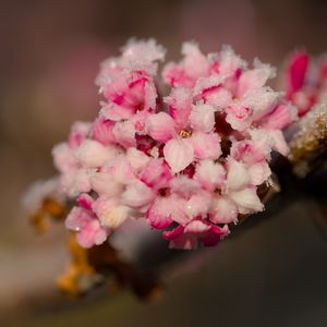 Превью обои цветы, лед, снег, ветка, блюр