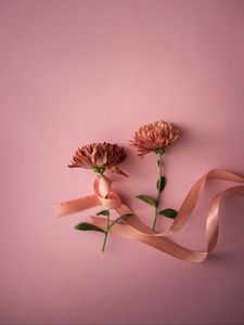 Превью обои цветы, лента, розовый