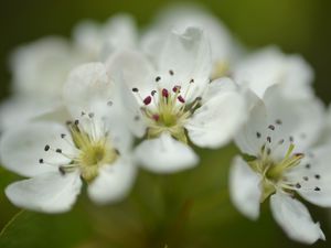 Превью обои цветы, лепестки, белый, макро, весна