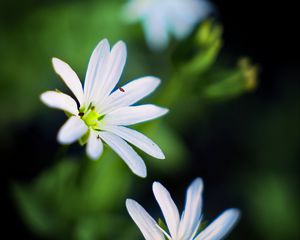 Превью обои цветы, лепестки, белый, макро, весна, блюр