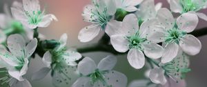 Превью обои цветы, лепестки, белый, зеленый, цветение