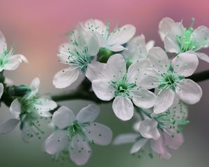 Превью обои цветы, лепестки, белый, зеленый, цветение