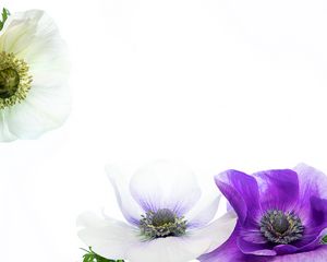 Превью обои цветы, лепестки, белый, фиолетовый