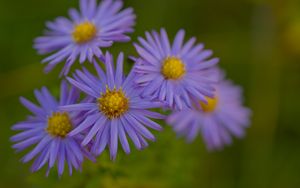 Превью обои цветы, лепестки, фиолетовый, макро, блюр, растения