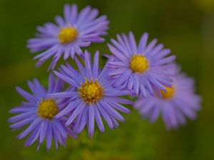 Превью обои цветы, лепестки, фиолетовый, макро, блюр, растения