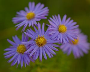 Превью обои цветы, лепестки, фиолетовый, макро, блюр, растения