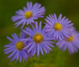 Превью обои цветы, лепестки, фиолетовый, макро, блюр, растения