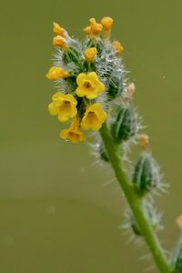 Превью обои цветы, лепестки, иголки, капли, бутоны, макро, растения