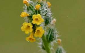 Превью обои цветы, лепестки, иголки, капли, бутоны, макро, растения