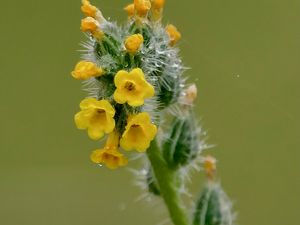 Превью обои цветы, лепестки, иголки, капли, бутоны, макро, растения