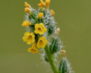 Превью обои цветы, лепестки, иголки, капли, бутоны, макро, растения