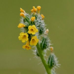 Превью обои цветы, лепестки, иголки, капли, бутоны, макро, растения