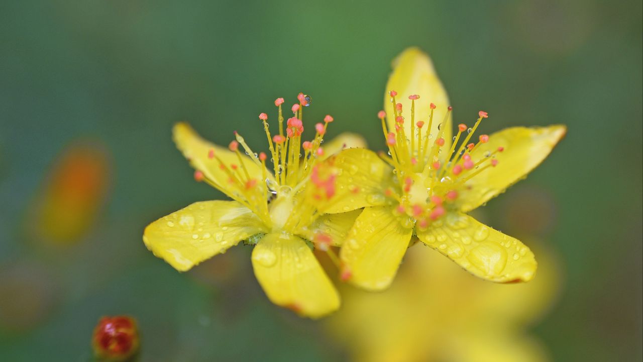 Обои цветы, лепестки, капли, макро, желтый, блюр