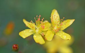 Превью обои цветы, лепестки, капли, макро, желтый, блюр