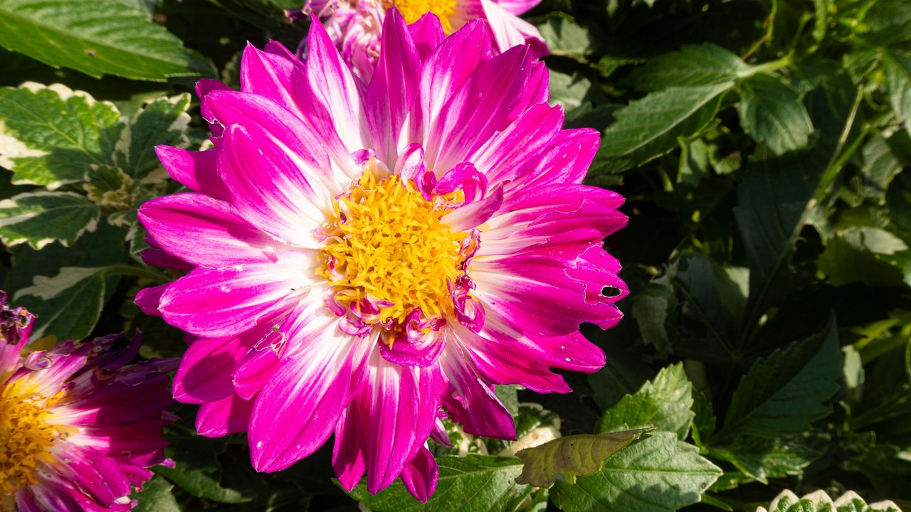 Обои цветы, лепестки, листья, растение, розовый