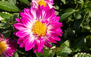 Превью обои цветы, лепестки, листья, растение, розовый