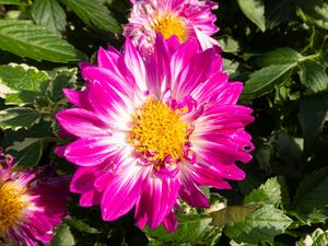 Превью обои цветы, лепестки, листья, растение, розовый